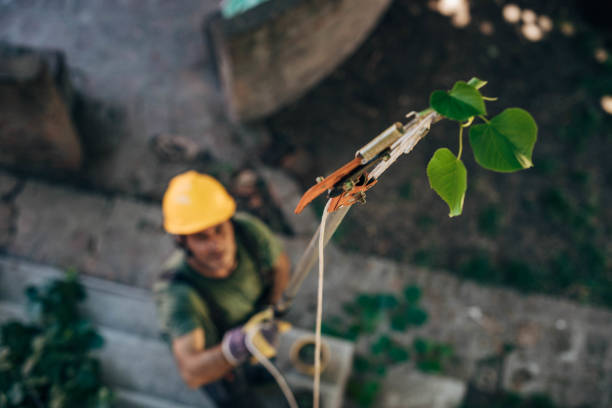 Best Fruit Tree Pruning  in Atkinson, IL