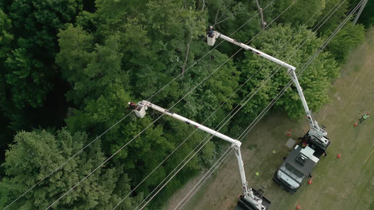 Trusted Atkinson, IL Tree Services Experts