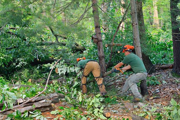 Best Root Management and Removal  in Atkinson, IL