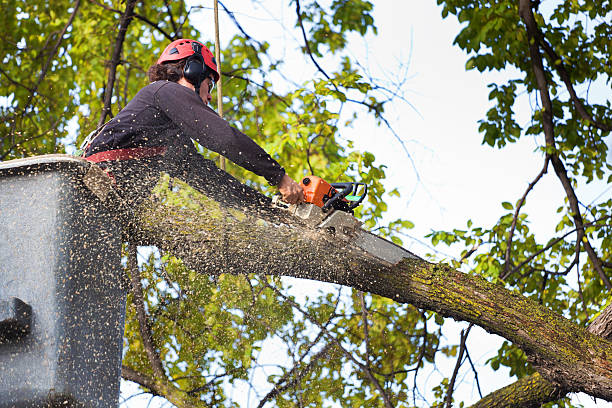 Best Tree and Shrub Care  in Atkinson, IL